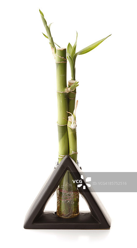 花瓶竹图片素材