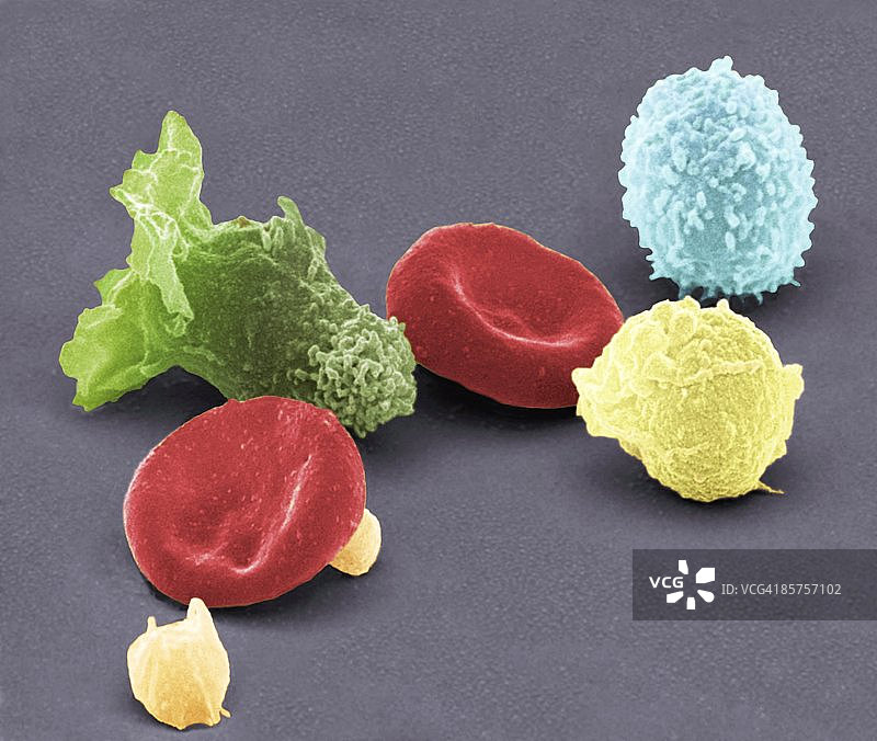 彩色扫描电子显微镜下的人体血细胞图片素材