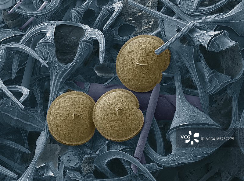 原甲藻和甲藻图片素材