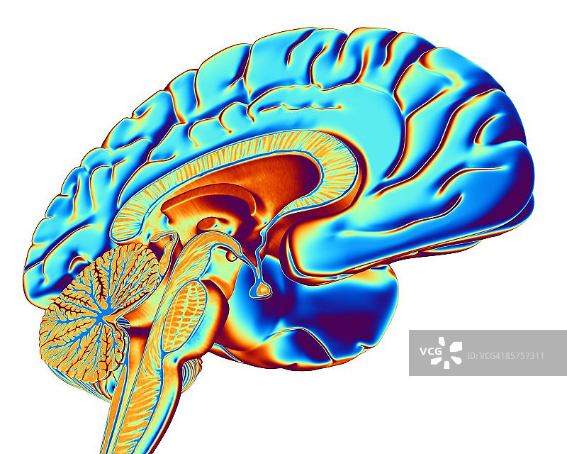 人脑的电脑艺术作品图片素材