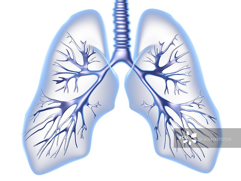 支气管树图片素材