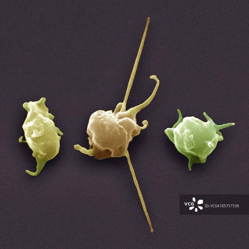 激活的血小板（彩色扫描电子显微照片）图片素材