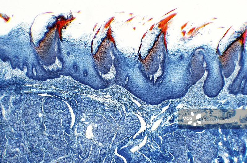 舌乳头图片素材