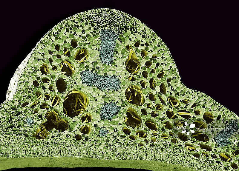 扫描电子显微镜下的睡莲茎图片素材