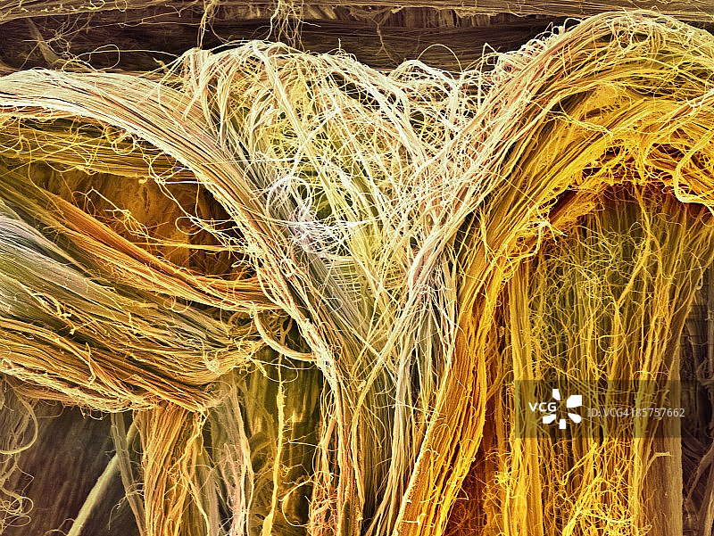 肌腱扫描电子显微镜图图片素材