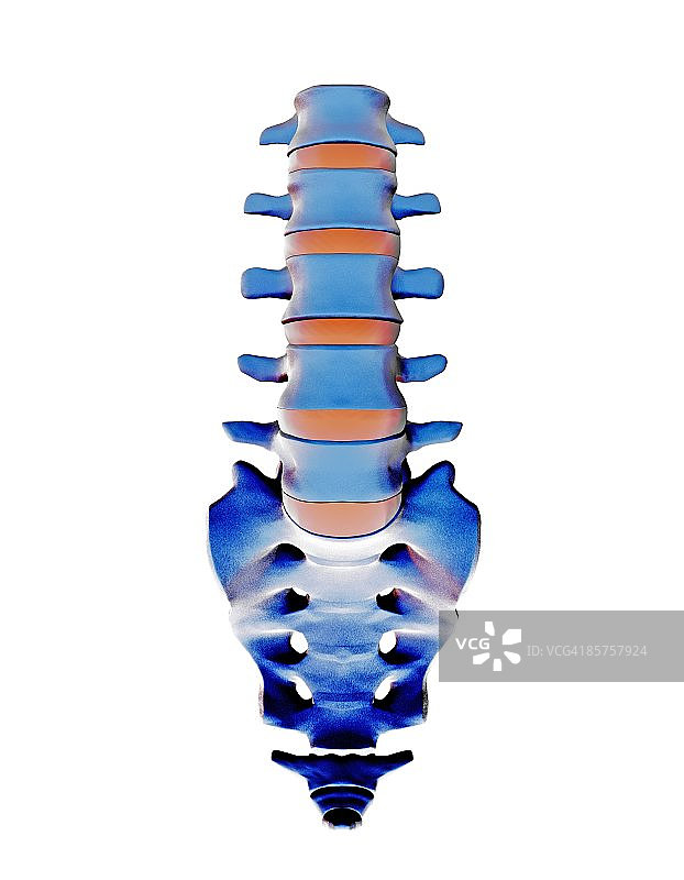 腰椎和骶骨计算机图图片素材