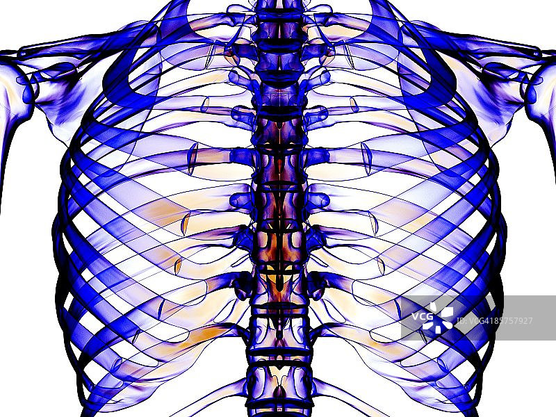 从正面看到的胸带和胸腔电脑艺术图图片素材