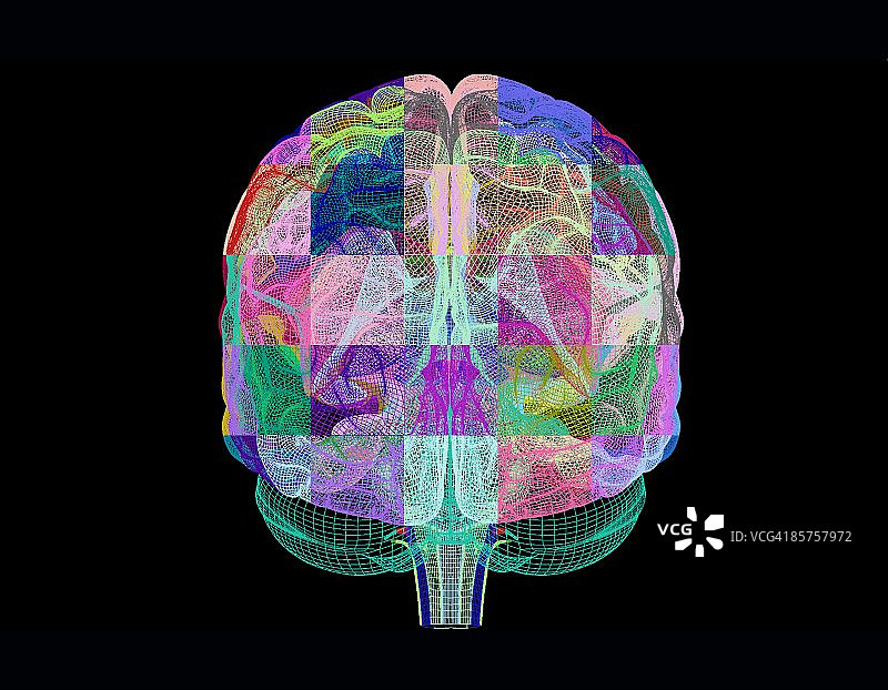 电脑合成人脑正视图图片素材