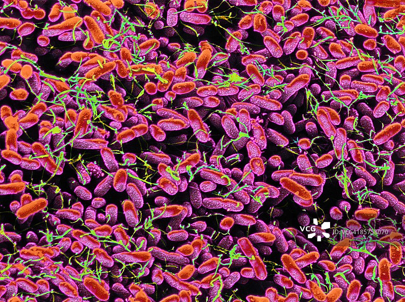 扫描电子显微镜下的血琼脂细菌生长图图片素材