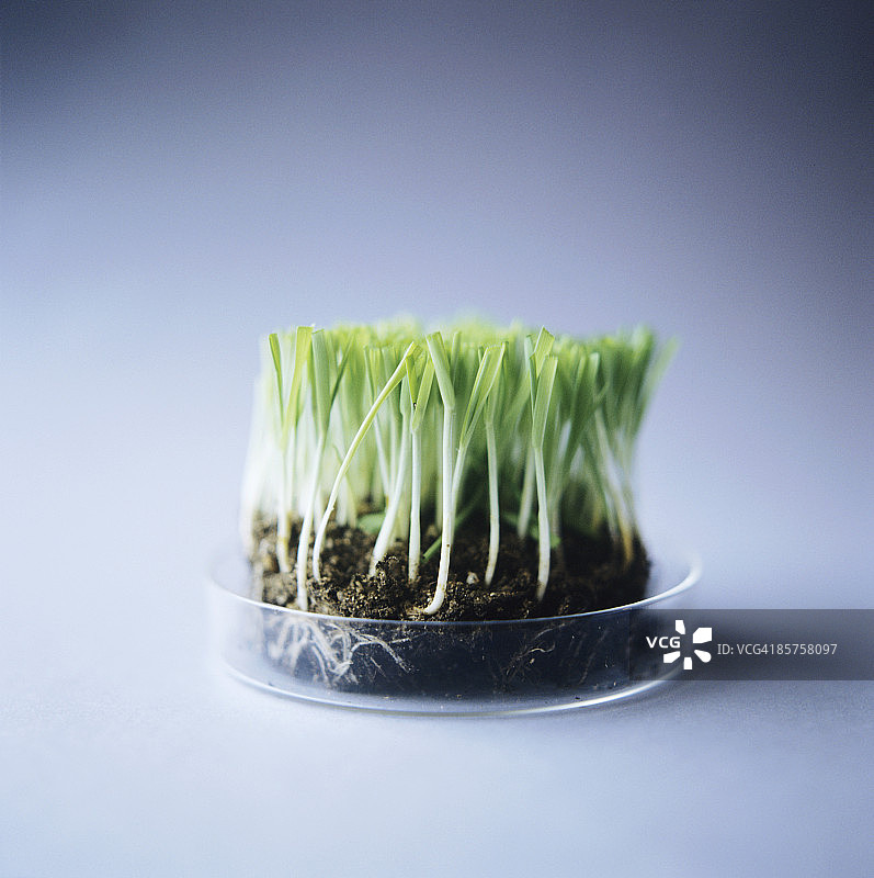 转基因草图片素材