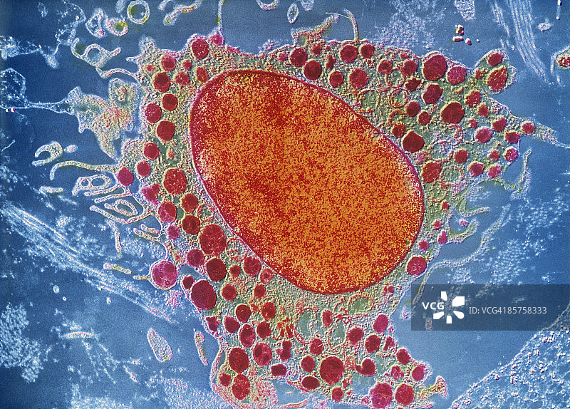 扫描电子显微镜下的白细胞图片素材