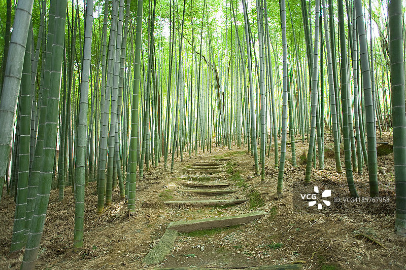 竹林小路图片素材