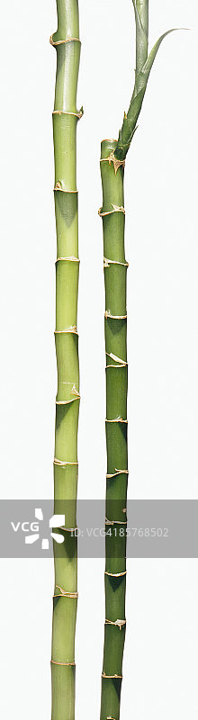 两根绿色富贵竹图片素材