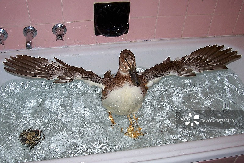 谁还需要小黄鸭？图片素材