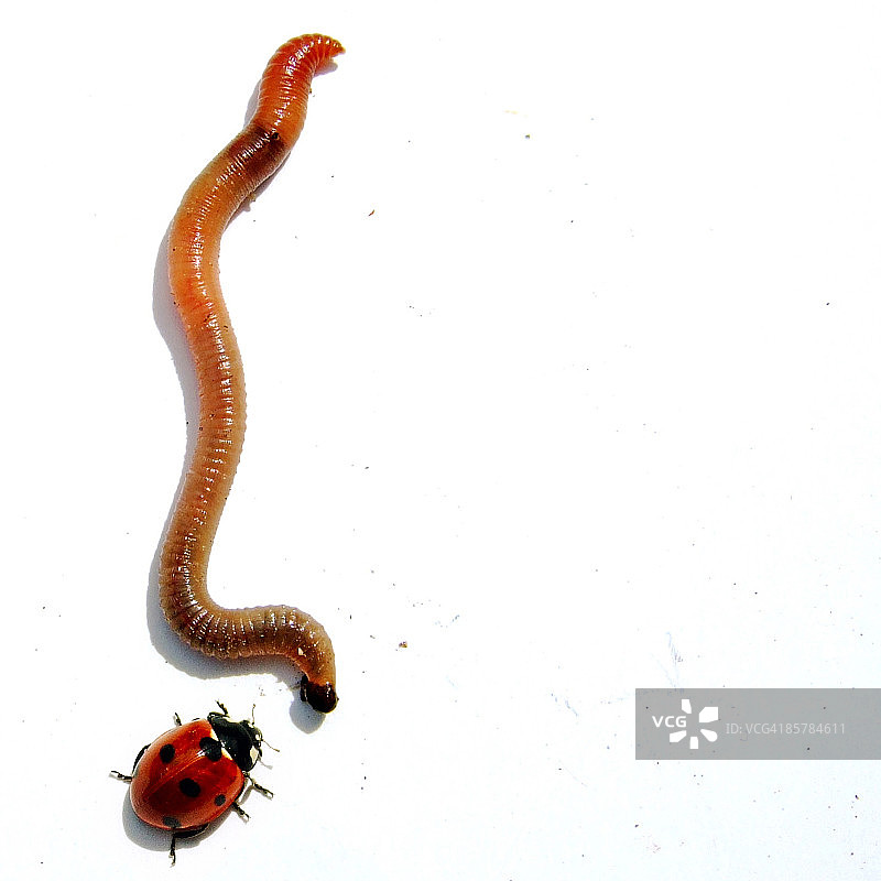 蚯蚓和瓢虫图片素材