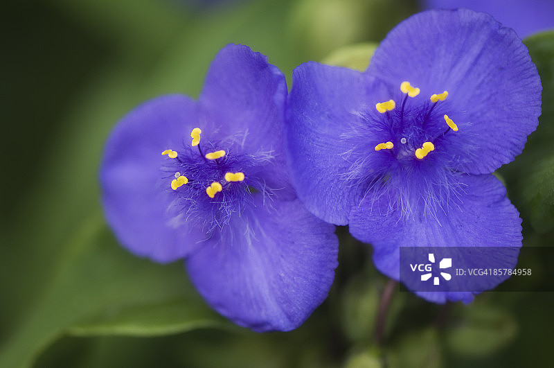 两朵蓝色紫鸭跖草花图片素材