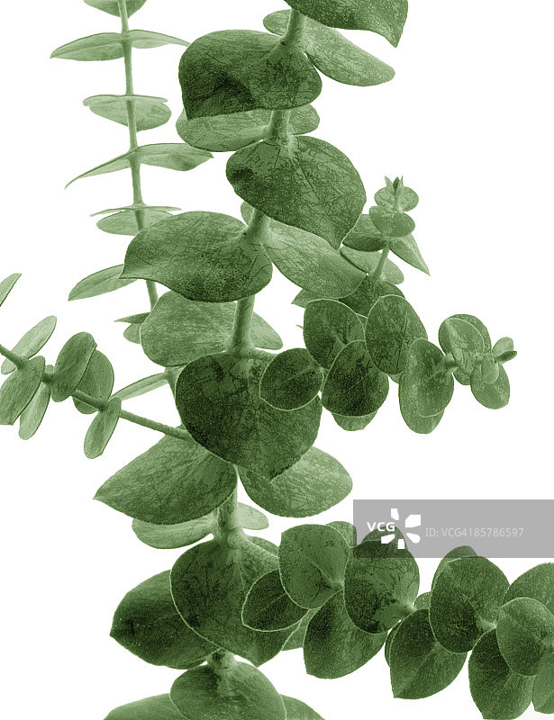 白色背景上的绿色植物特写图片素材