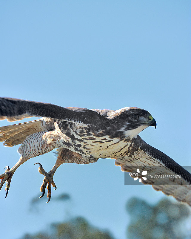 幼年红尾鹰图片素材