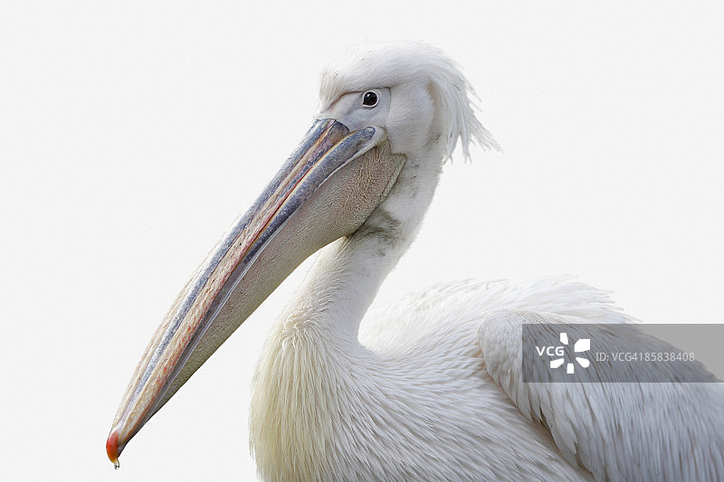 大白鲨鹈鹕图片素材