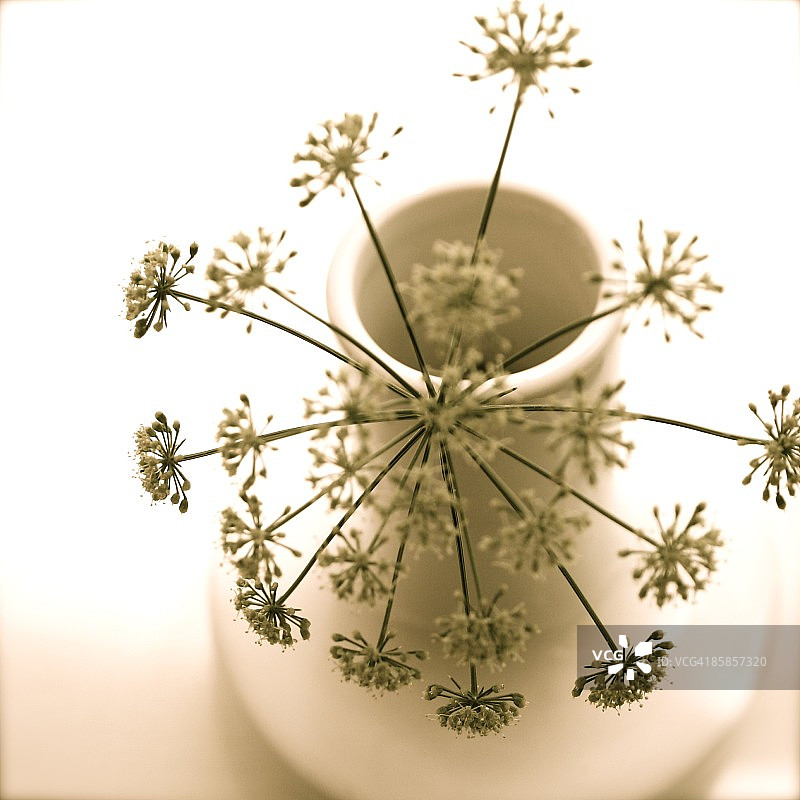 花瓶里的欧芹花，仰视图片素材