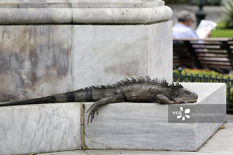 在玻利瓦尔公园公共花园里休闲的鬣蜥图片素材