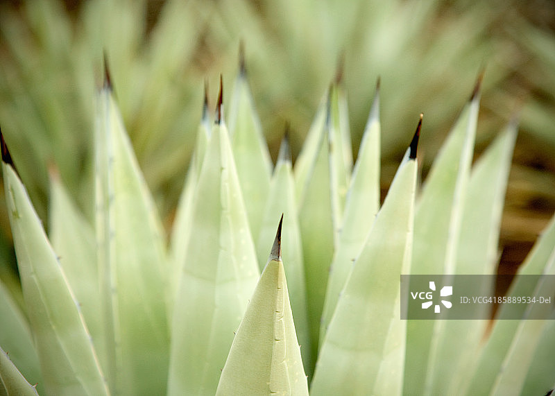 龙舌兰植物侧面特写图片素材