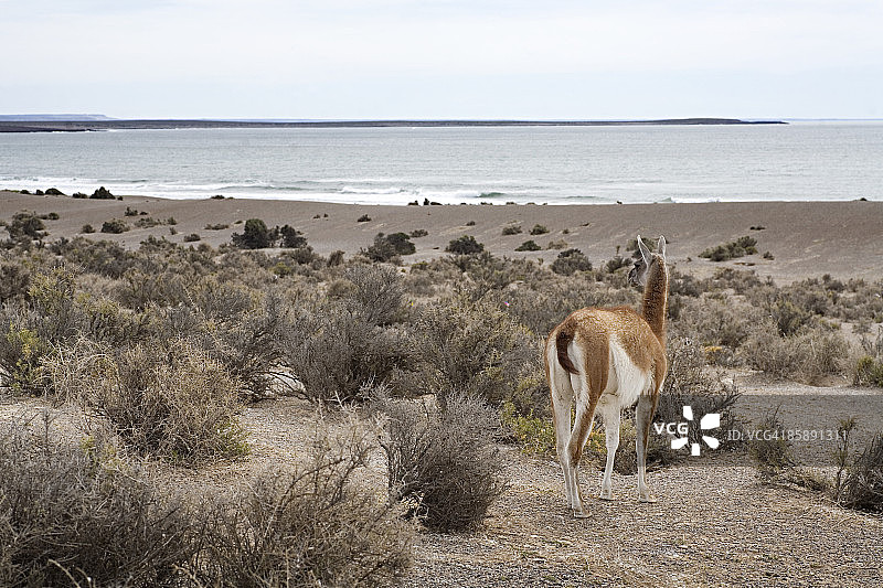 原驼眺望巴塔哥尼亚海滩图片素材