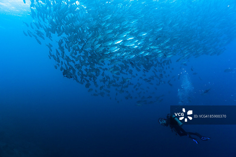 海狼鱼群和潜水员图片素材