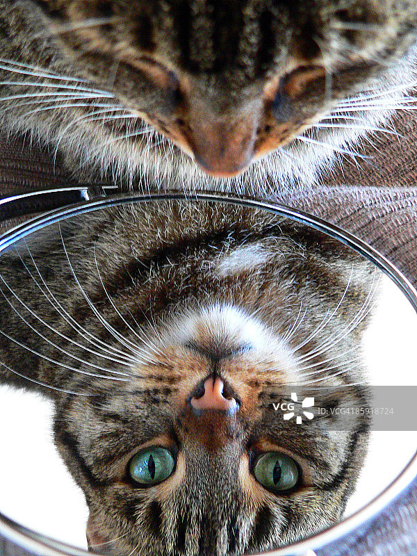 绿眼猫照镜子图片素材