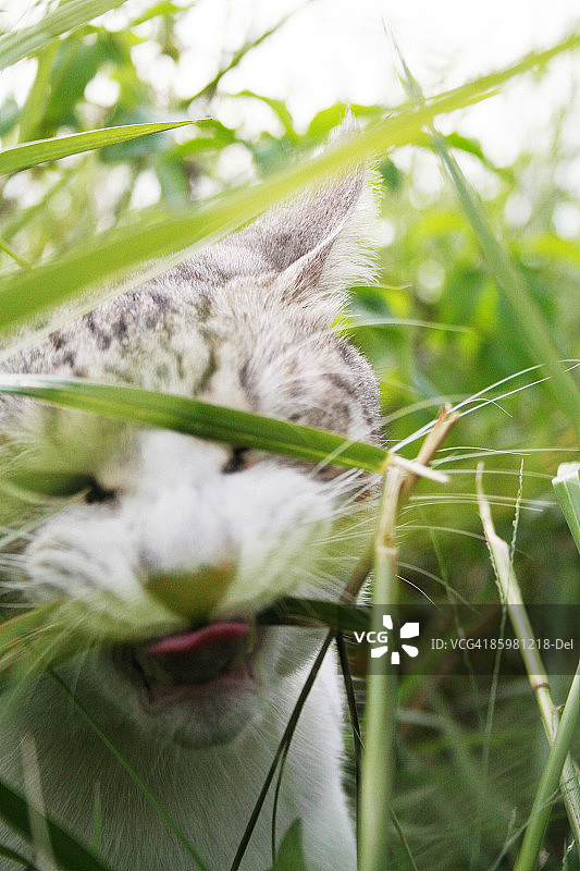 猫咪用舌头卷起草图片素材