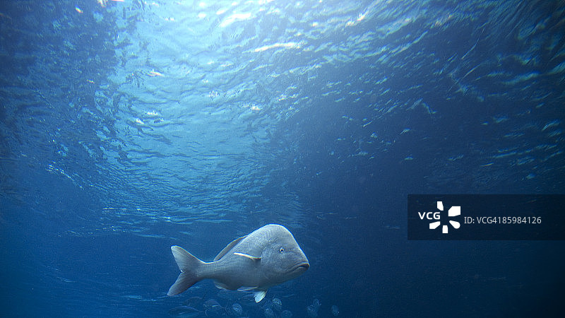 热带鱼图片素材