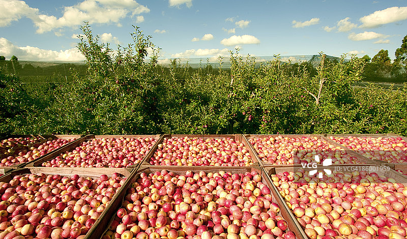 刚收获的有机苹果图片素材