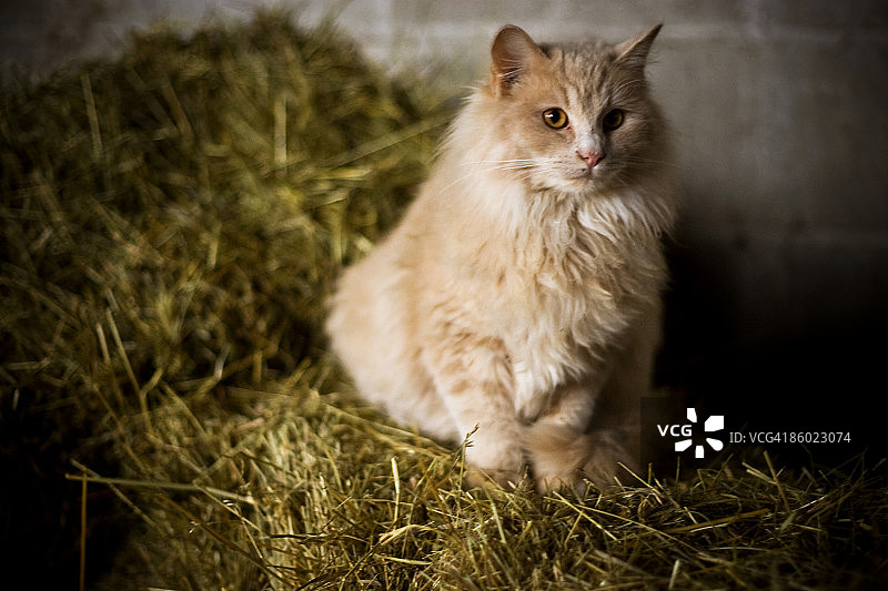 谷仓猫咪图片素材
