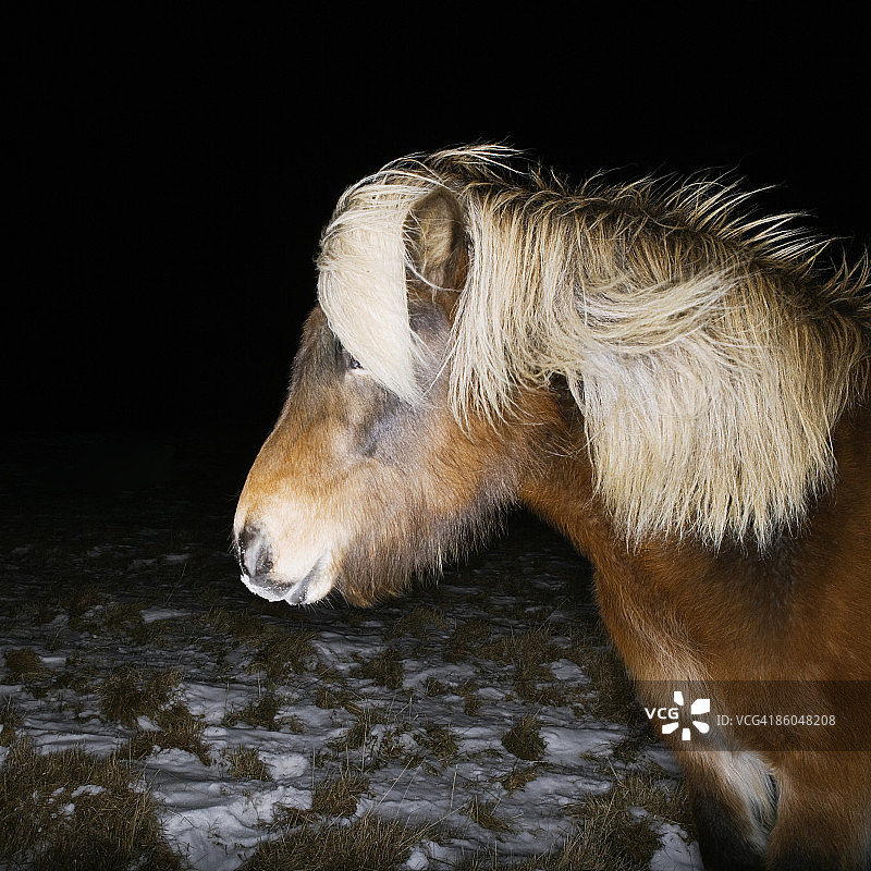 冰岛马图片素材