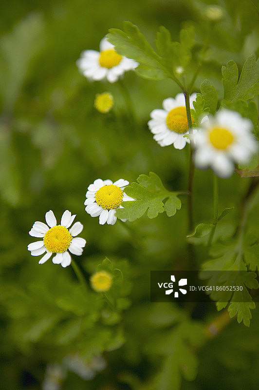 小白菊图片素材