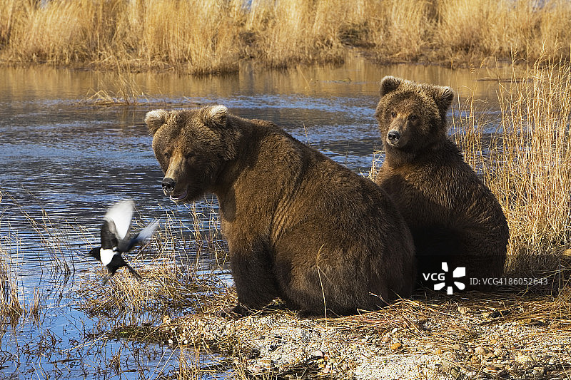 灰熊坐在溪边图片素材