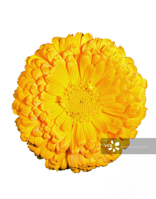 金盏花图片素材