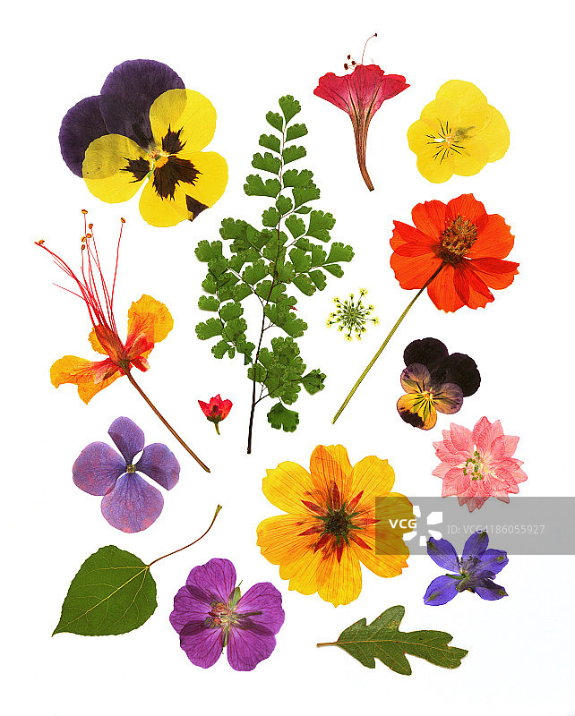 各种压制干花图片素材