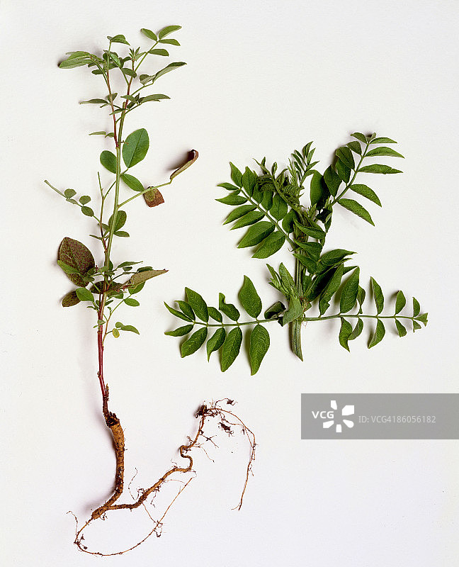 甘草植物图片素材