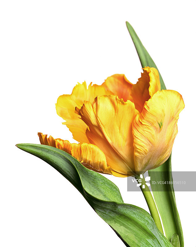 橙色鹦鹉郁金香图片素材