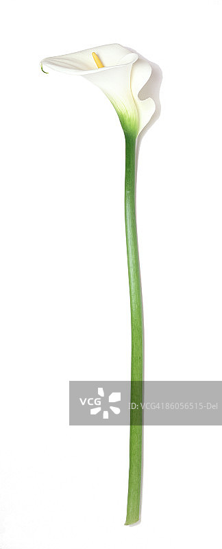 白色马蹄莲图片素材