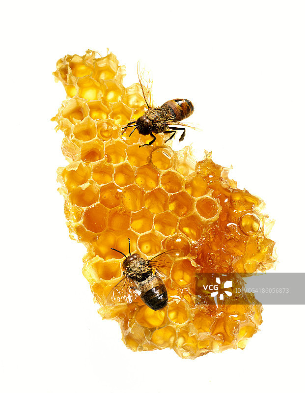 蜂巢与蜜蜂图片素材