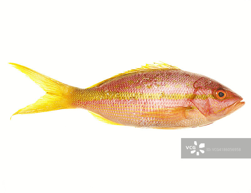 黄尾鲷图片素材