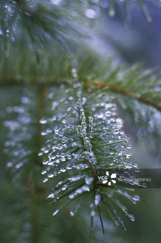 松树枝上的露珠图片素材