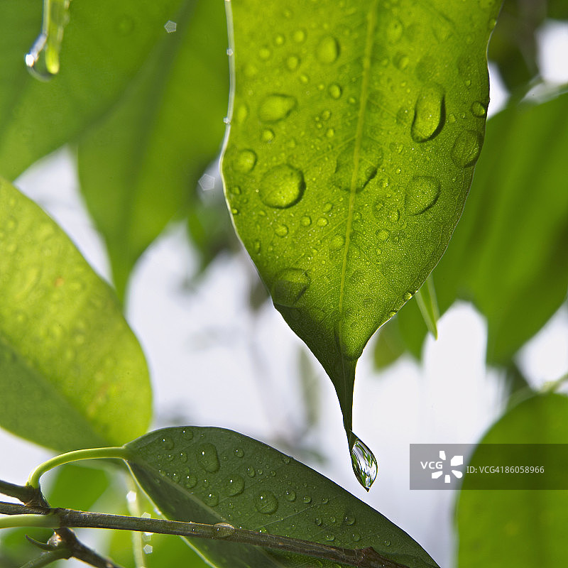 带有水滴的垂叶榕图片素材