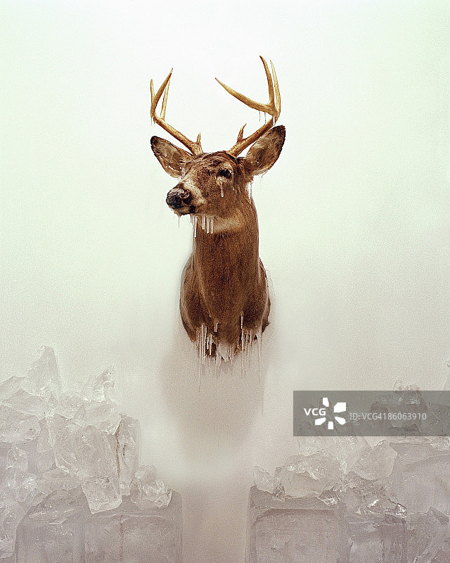墙上悬挂的冰冻鹿头图片素材