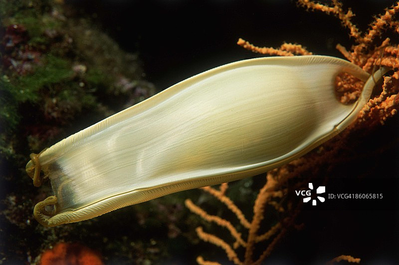 角鲨鲨鱼卵囊图片素材