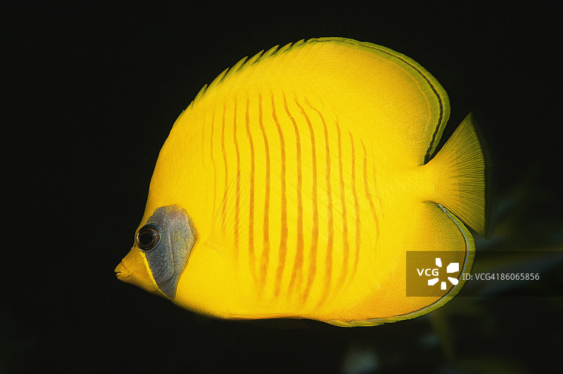 水下戴面具的蝴蝶鱼图片素材