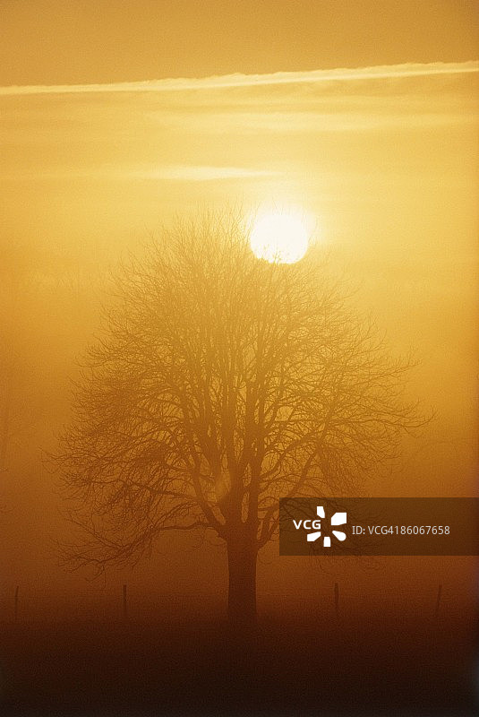 法国利马涅的日落树木图片素材