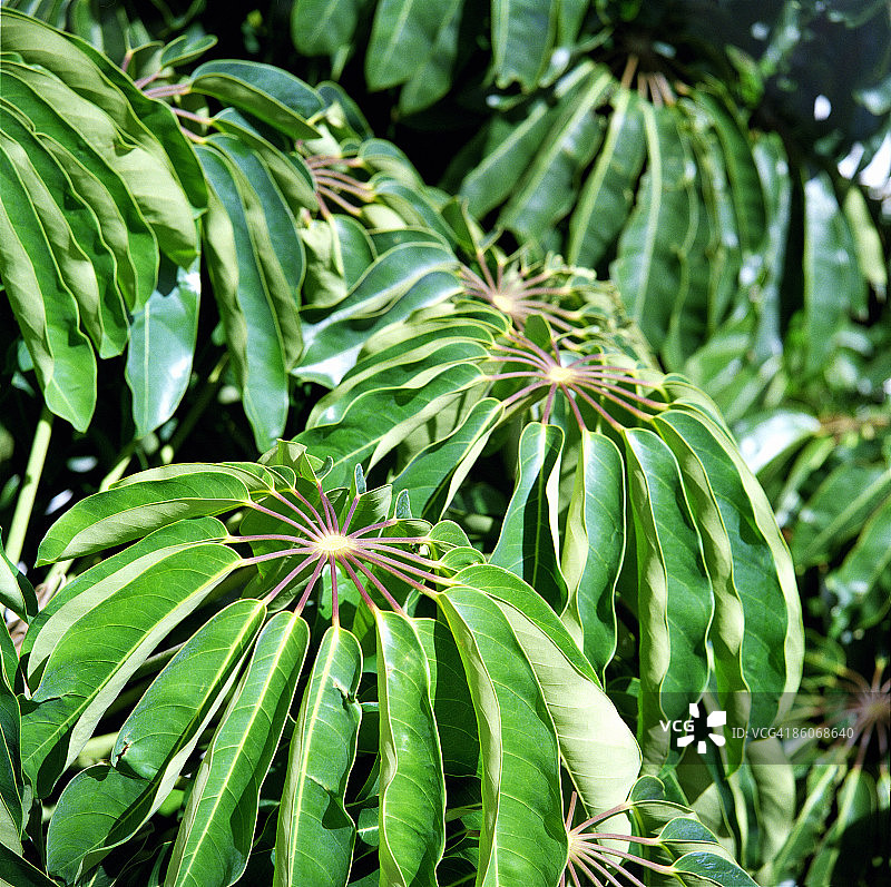 伞树叶子图片素材